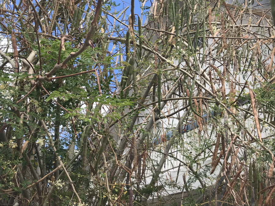 © Destination974 | Blog Randonnées à La Réunion pour famille
Arbre Moringa
