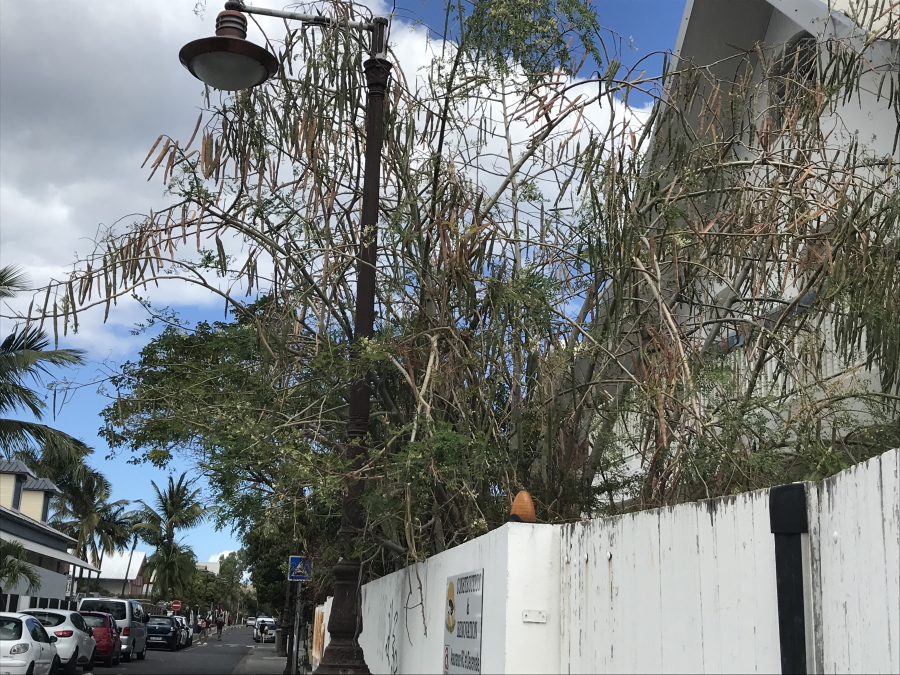 © Destination974 | Blog Randonnées à La Réunion pour famille
Arbre Moringa