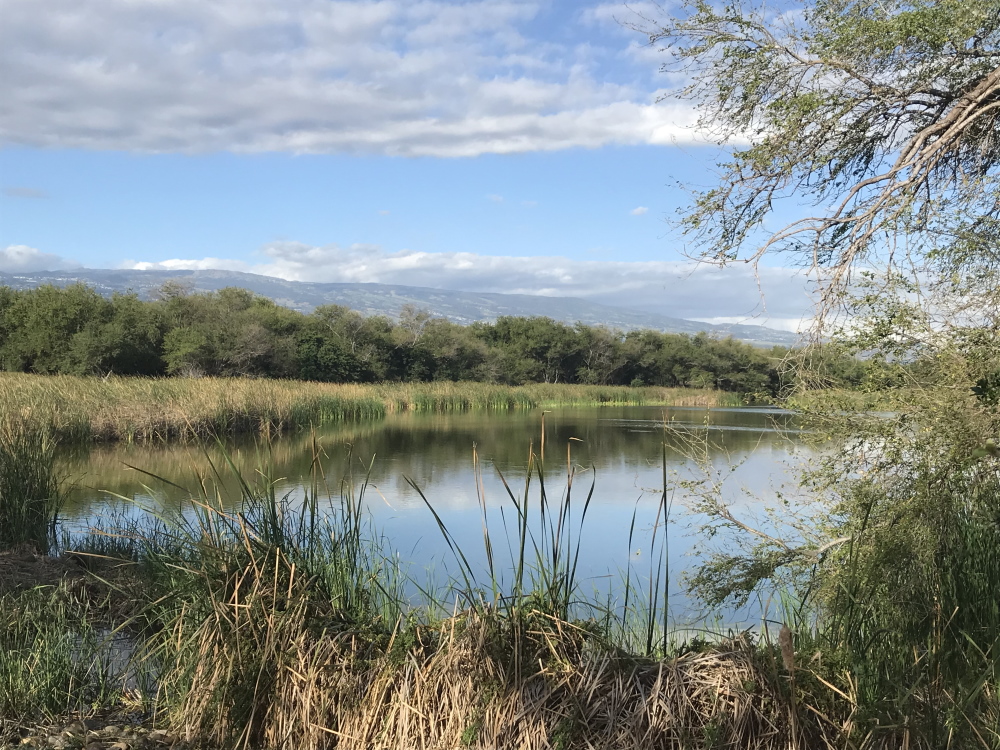 L'étang du Gol - Les anciennes gravières du Gol - vue sur Les Makes