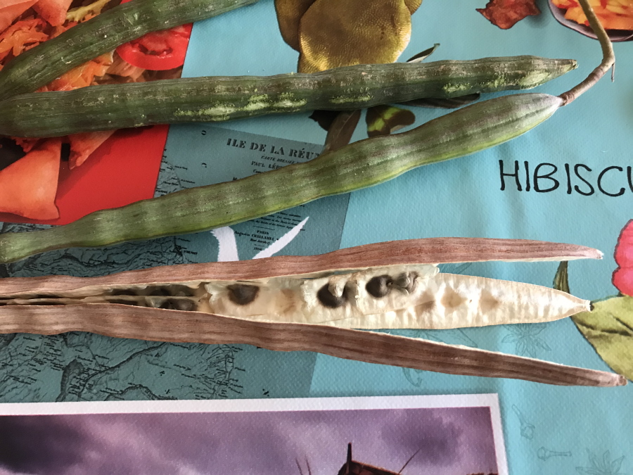 © Destination974 | Blog Randonnées à La Réunion pour famille
Graines de Moringa