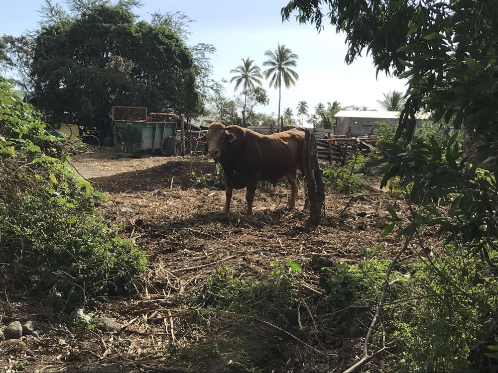 L'étang du Gol - île de la Réunion - Saint louis