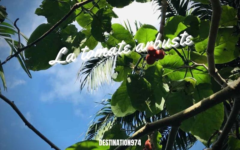 © Destination974 | Blog Randonnées à La Réunion pour famille