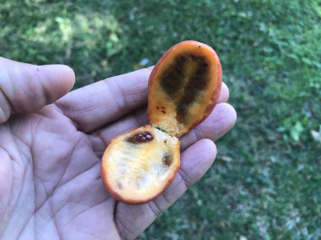 Tomate arbuste sur l'île de la Réunion - La chaire de cette tomate est de couleur orange