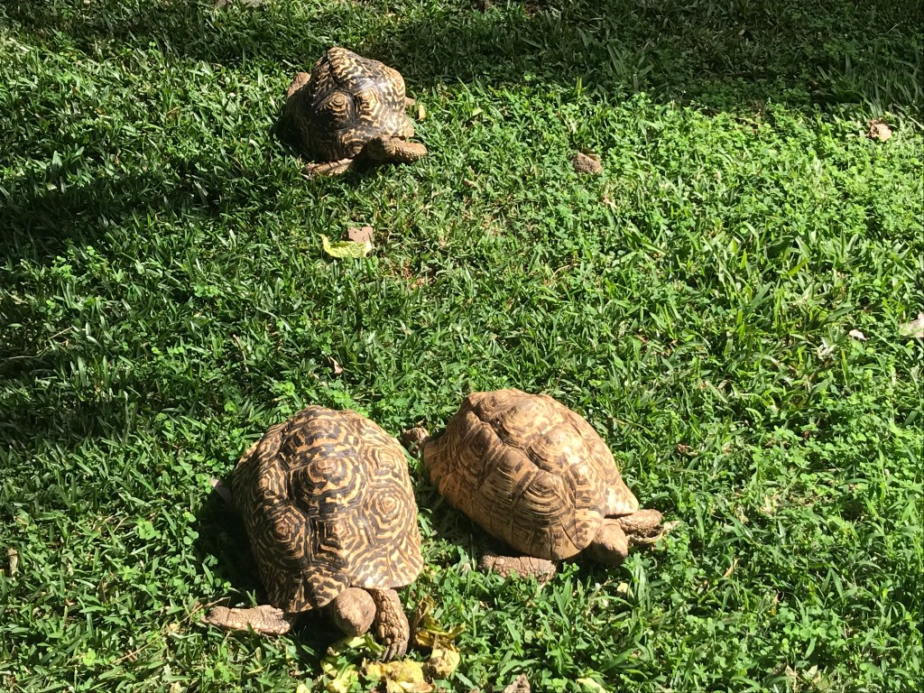 jardin des tortues les avirons -Tortue léopard