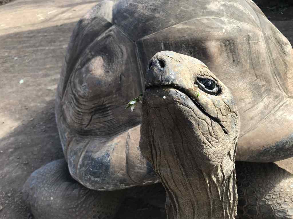 Jardine des tortues dans les hauts des Avirons - Destination 974 - Kelonia