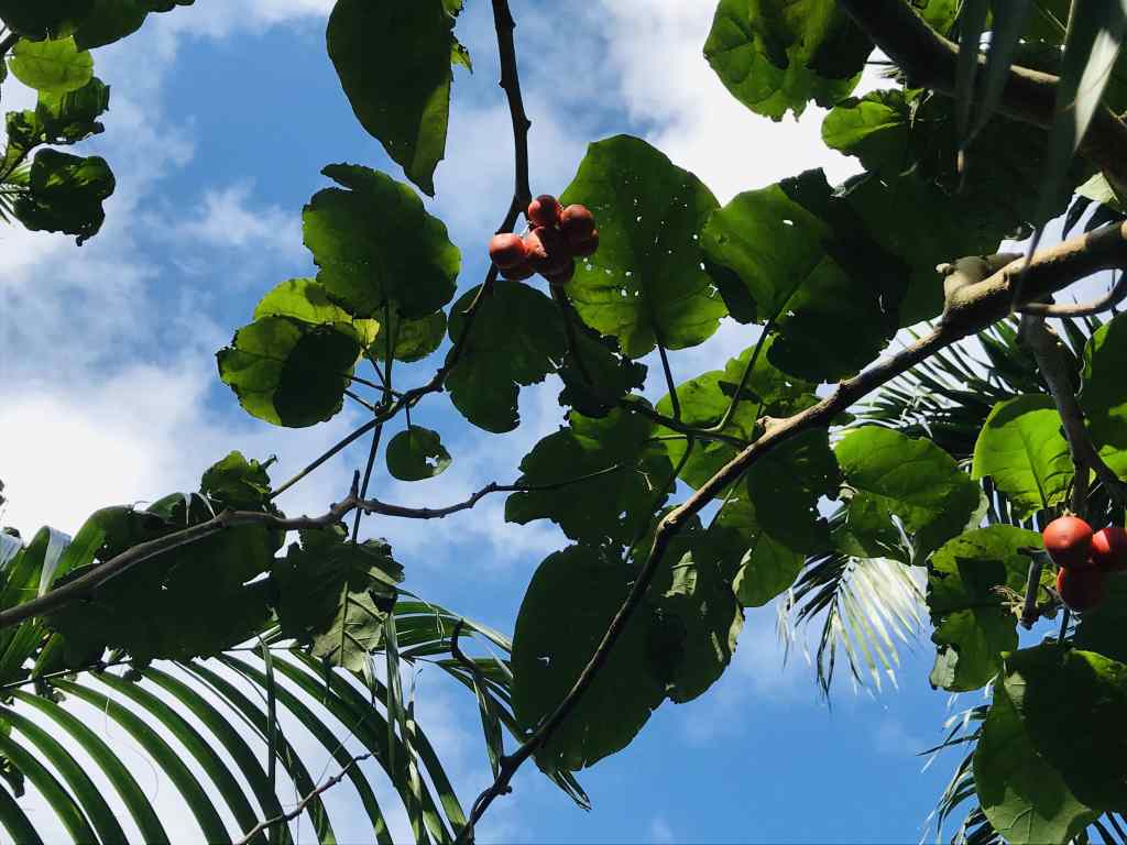 Tomate arbuste sur l'île de la Réunion - les avirons