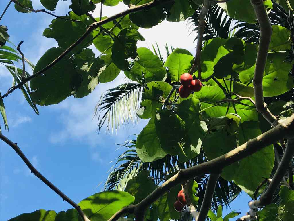 Tomate arbuste sur l'île de la Réunion