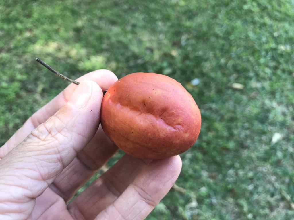 Tomate arbuste de forme ovale comme une tomate Roma