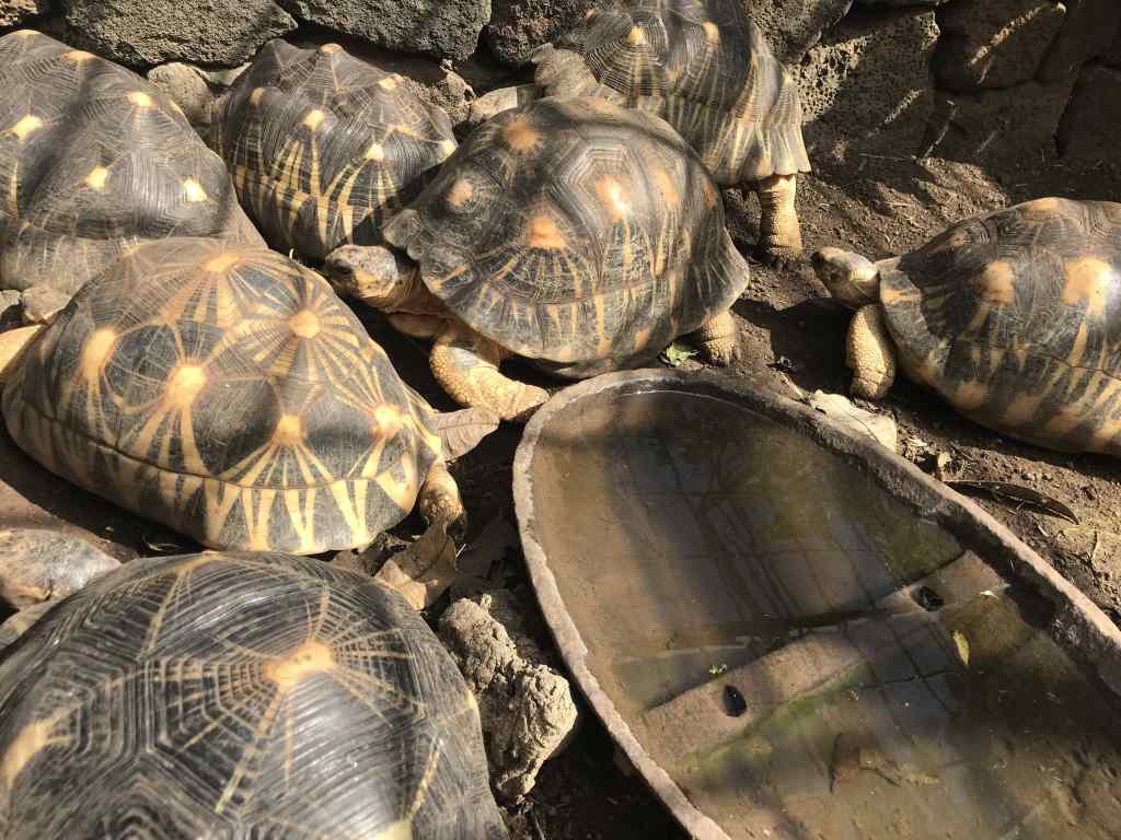 Tortues étoiles de Madagascar - Jardin des tortues les avirons