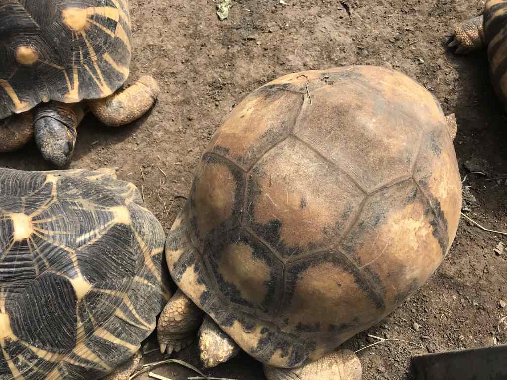 Tortues étoiles de Madagascar - Doyenne du Jardin des tortues les avirons