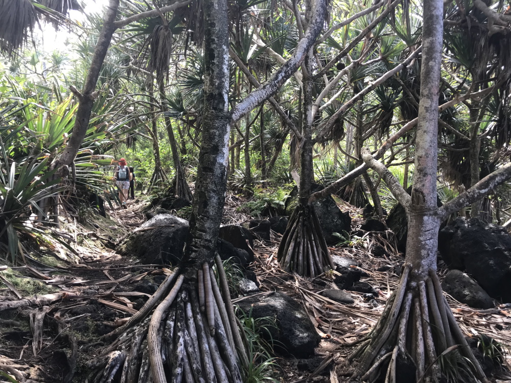 © Destination974 | Blog Randonnées à La Réunion pour famille