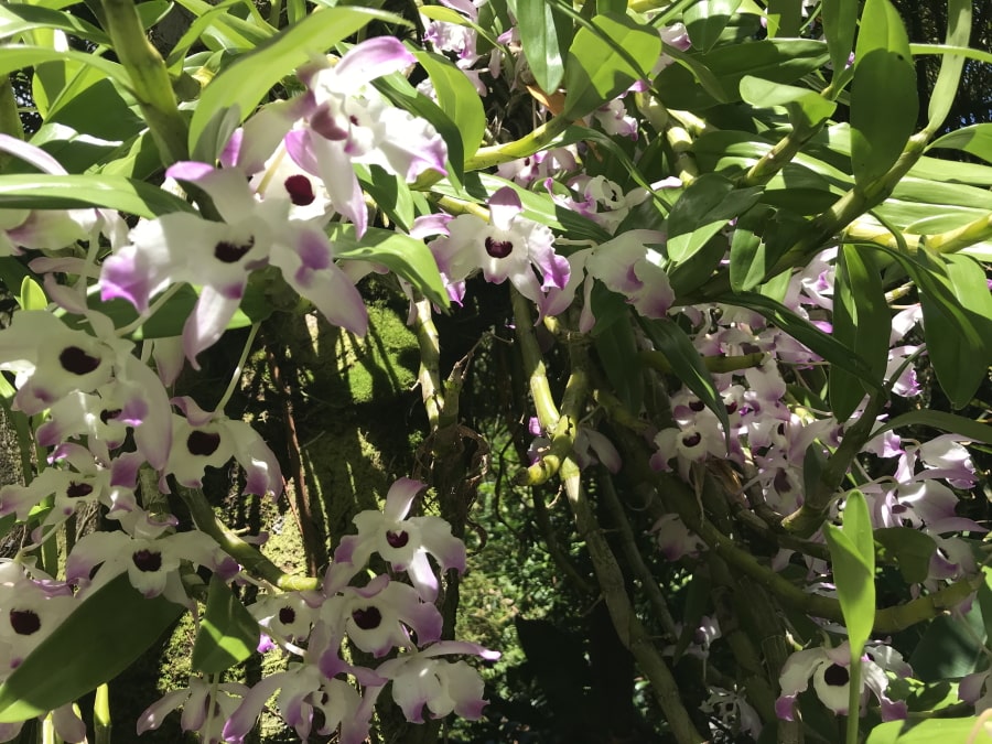 © Destination974 | Blog Randonnées à La Réunion pour famille