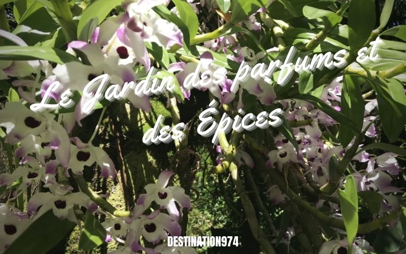 © Destination974 | Blog Randonnées à La Réunion pour famille