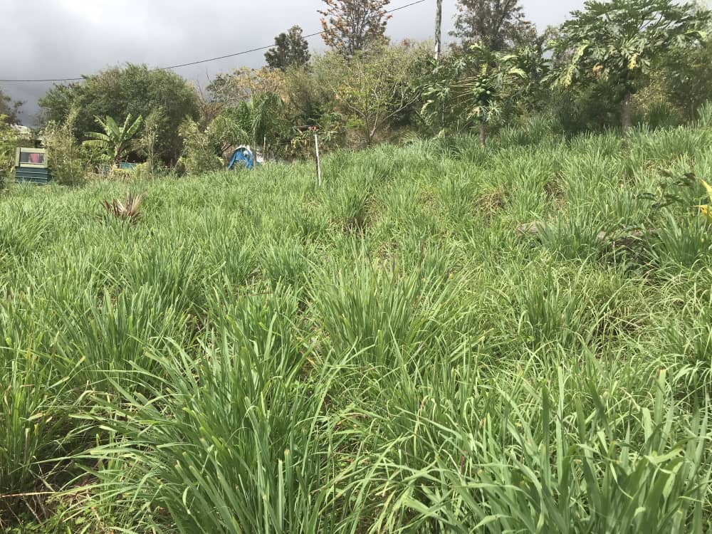 Île de la Réunion. La fontaine Aromatique à Saint-Leu
© Destination974 | Blog Randonnées à La Réunion pour famille